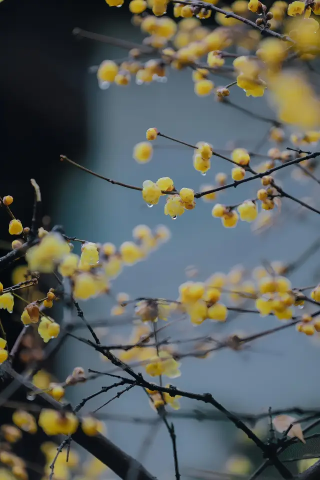 江蘇南京瞻園—雨後瞻園，蠟梅的正確打開方式