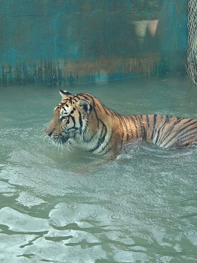 超治癒的動物園之行