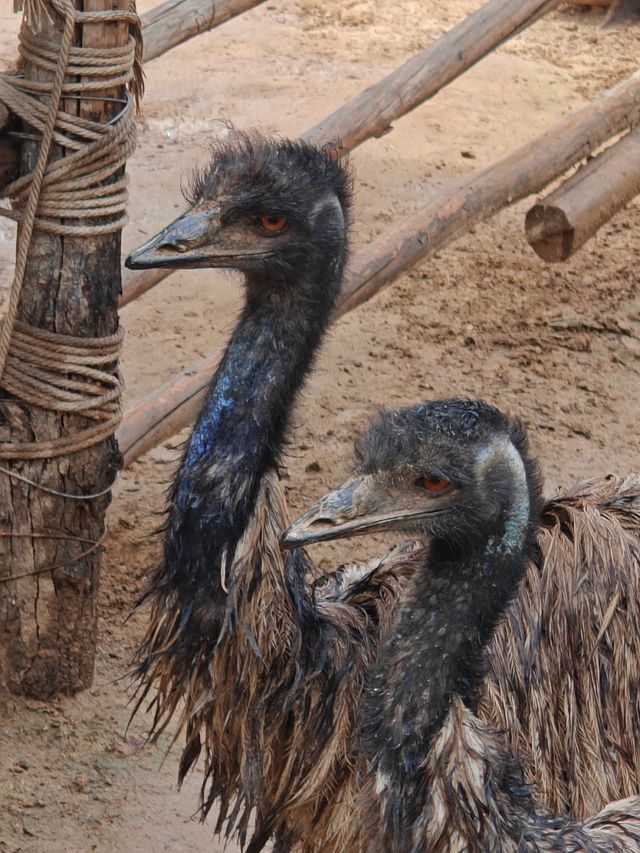 超治癒的動物園之行