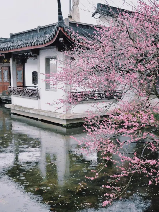 Revealing Hangzhou's 8 best places for plum blossom viewing! A guide to enjoying the beautiful scenery