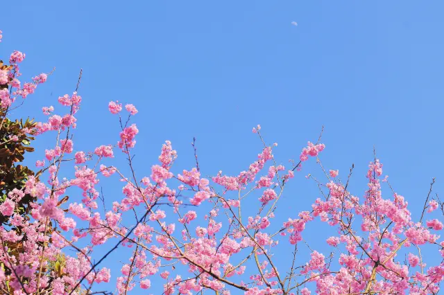 Spring returns to the earth: those good places to enjoy flowers