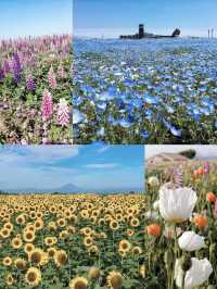 油菜花已滿開免費就能看的東京近郊絕景
