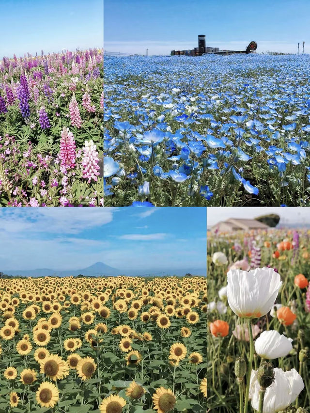 油菜花已滿開免費就能看的東京近郊絕景