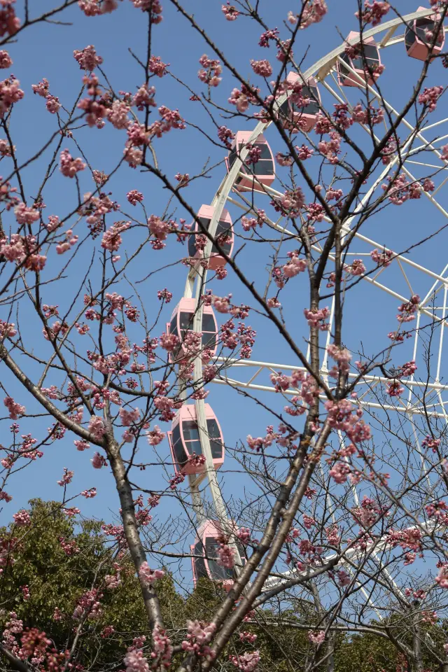 上海で春といえば、やっぱり桜を見ることですね