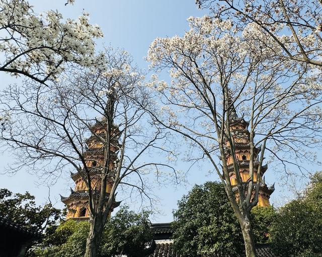 一枝獨秀白玉蘭