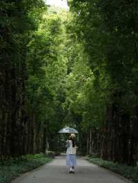 不是西雙版納！是廣州！下雨天的植物園好絕