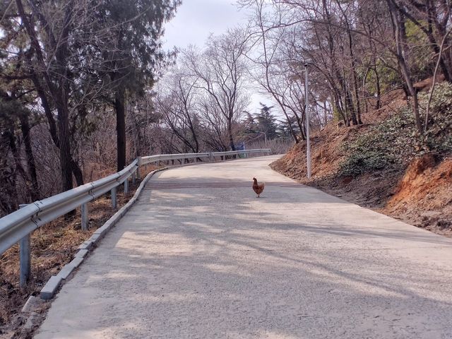 3月16日，南山公園裡找春天