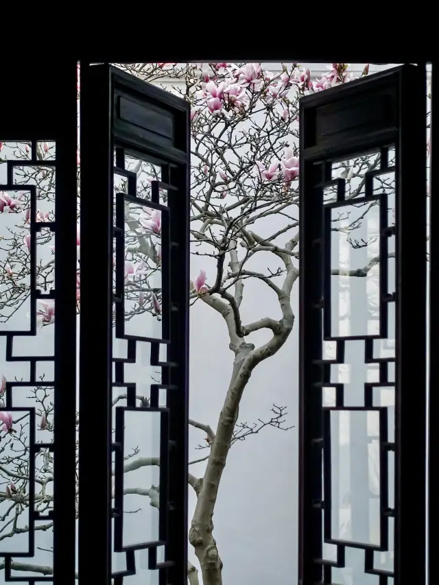 Suzhou Couple's Garden | The magnolia flowers have bloomed, filling the view with the essence of spring, complete with a guide