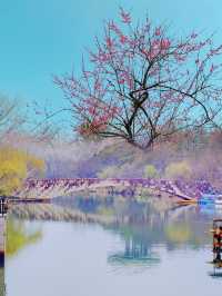 杭州賞梅界天花板！最浪漫的梅花在西溪濕地