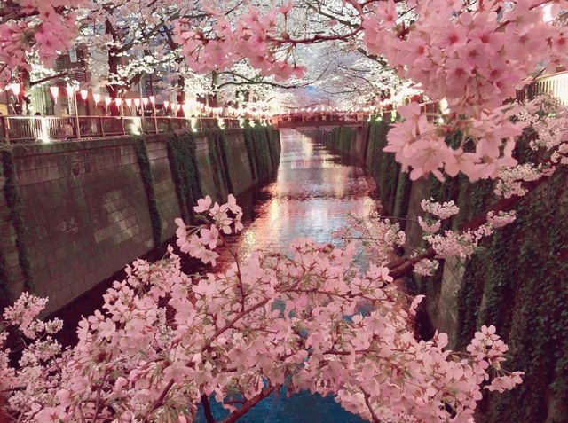 Yokohama: The Magical Cherry Blossom