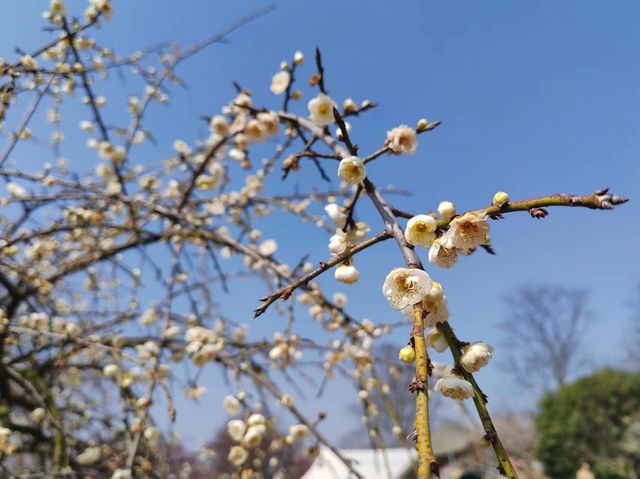 辰山植物園4-6月去更美哦！