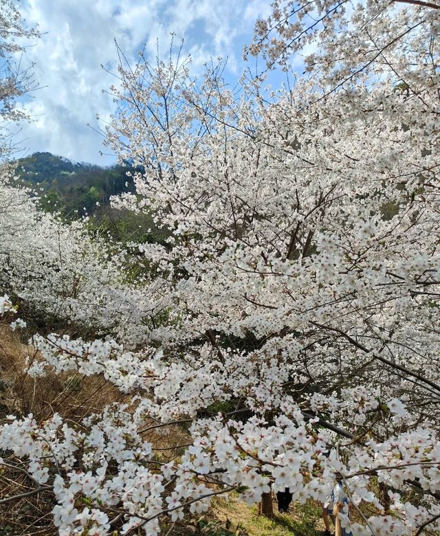 周末自駕，上海→覆卮山&四明山賞花