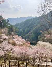 武漢清涼寨3200餘畝野櫻花競相綻放