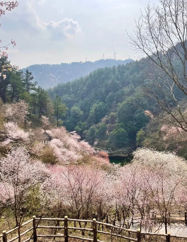 武漢清涼寨3200餘畝野櫻花競相綻放