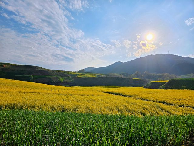 邊走邊看漢中油菜花系列之五：勉縣柿鎮路旁的油菜花海