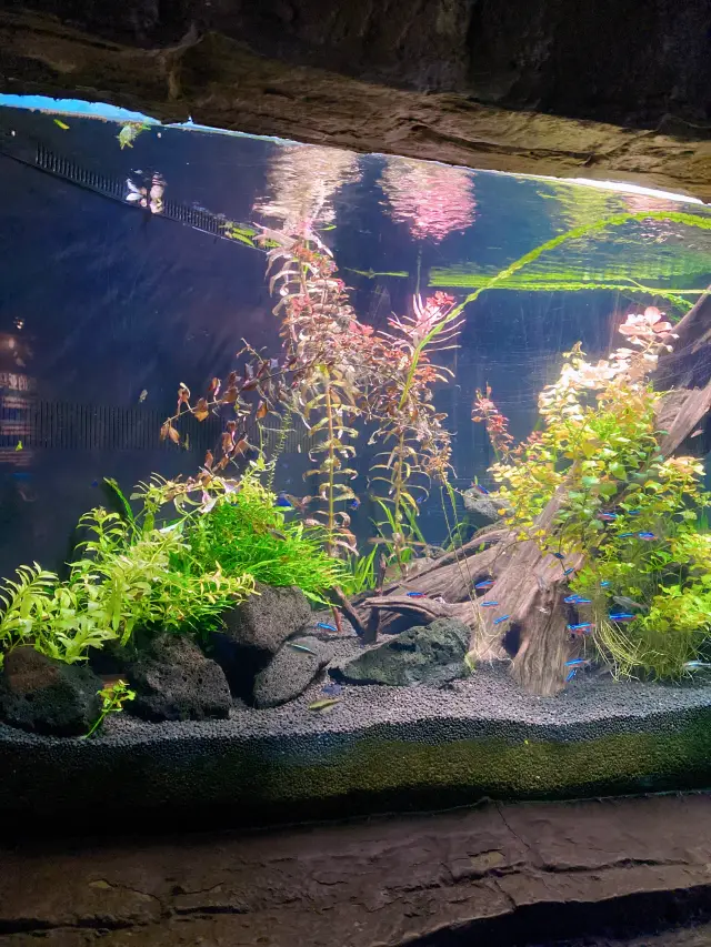 炎炎夏日,上海海洋水族館打卡啦