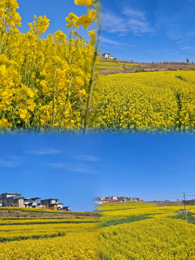 昆明の滇池のほとりに、無料で入場できる美しい菜の花畑が現れ、江尾村よりも撮影しやすいです！