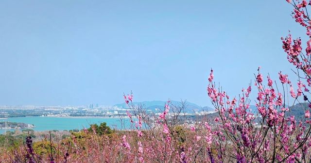 十里梅花香雪海🌸快來蘇州香雪海解鎖滿園「梅」好時光！！
