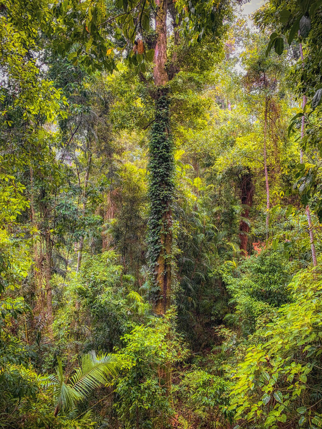 南昆士蘭最美瀑布森林：臥如龍國家公園！