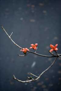 三月裡的佛山，滿城被木棉花披上“紅妝”