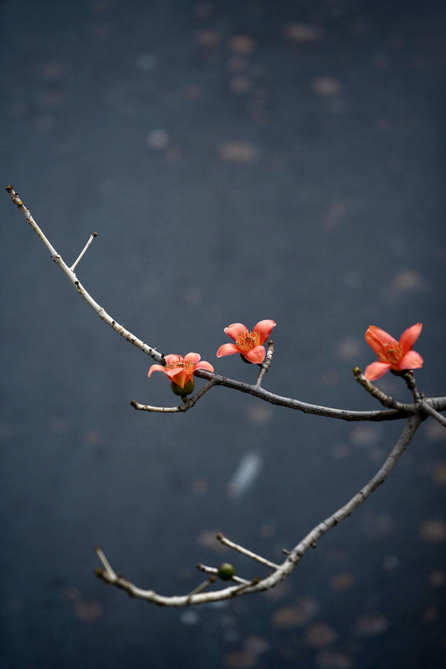 三月裡的佛山，滿城被木棉花披上“紅妝”