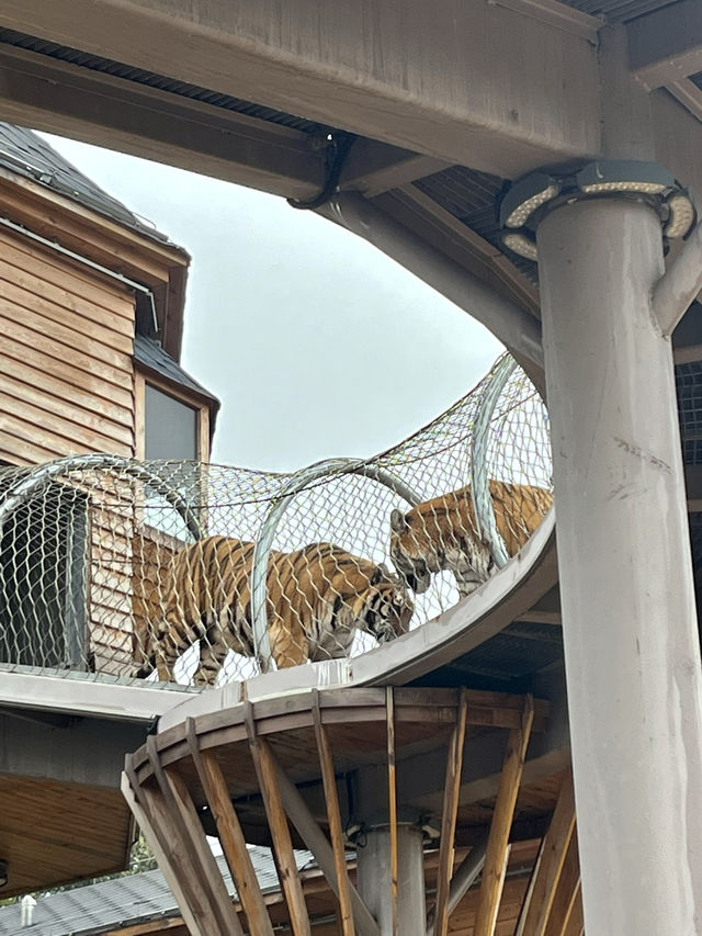 春日逛動物園真的太太太治癒啦！