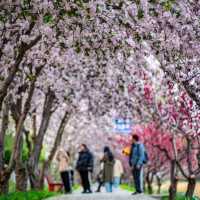 Springtime Bliss at Wangjing Park 🌸🌿 