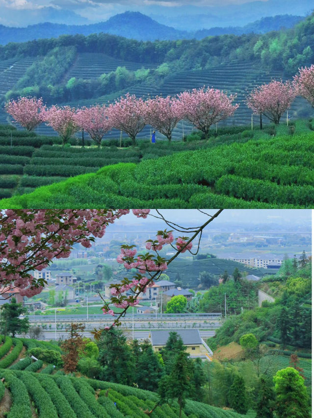 杭州賞花好去處，上春山被寫實了