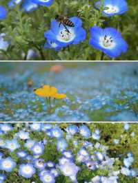 趁春日去賞花樂山綠心公園桃花已開