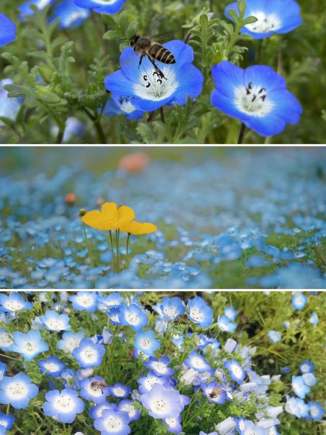 趁春日去賞花樂山綠心公園桃花已開