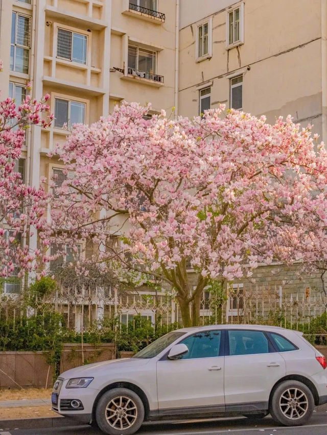 Exploring Hai'an Road's Floral Delights 🌸