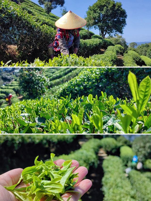 不是浙江！就在清遠！開在大羅山的茶山民宿