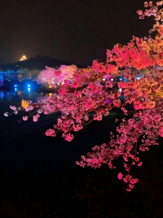 Cherry Blossoms at East Lake Wuhan 🌸🇨🇳♥️
