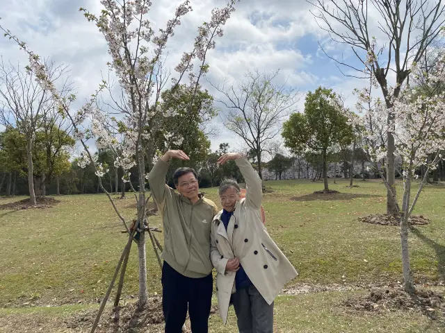 Shanghai Bay National Forest Park Cherry Blossom Season in April