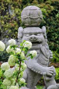 江門繡球公園，繡球正當時