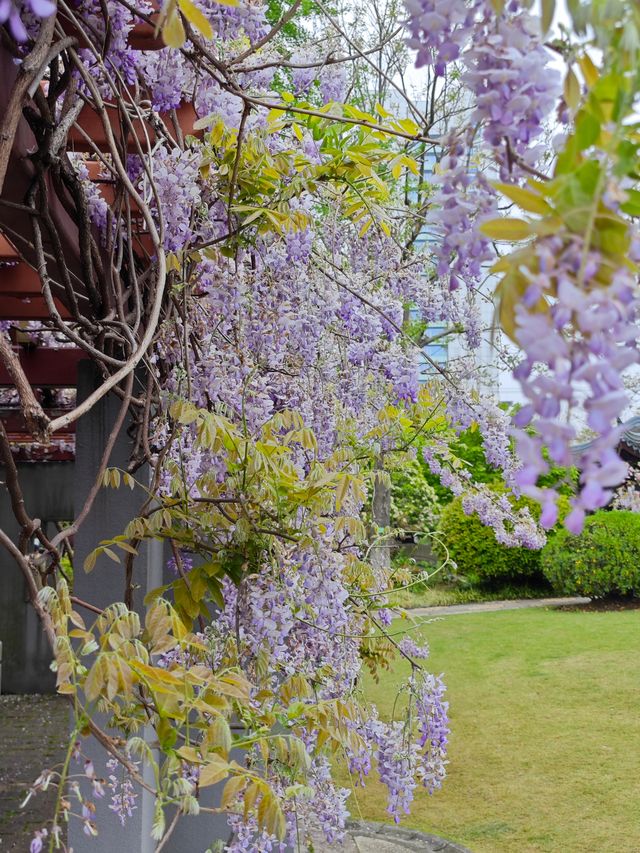 這個公園裡藏著470年的古藤