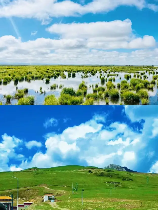 To see the grasslands of Western Sichuan, just head to Zoige