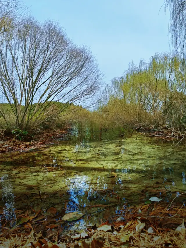 A Must-Visit! Tongli National Wetland Park, a Guide to Indulging in a Green Paradise