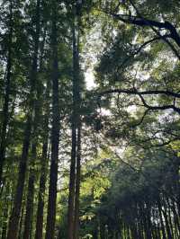 還有人沒去過共青森林公園嗎？藏在上海郊區的仙境