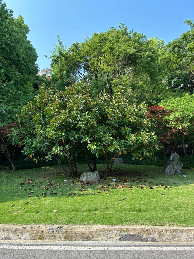 璧山秀湖公園｜常來常新的一個自然系公園