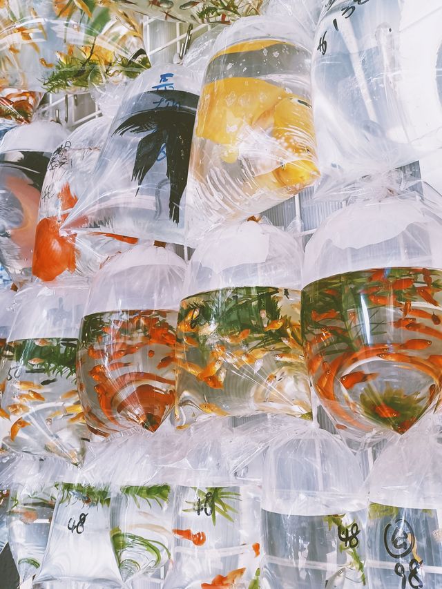 旺角金魚街 | 沉浸在王家衛的重慶森林 旺角金魚街 | 沉浸在王家衛的重慶森林