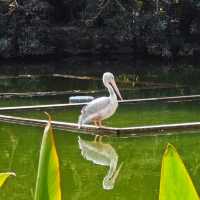 廣州動物園一日遊！🆓蓋章🕹️遊玩攻略