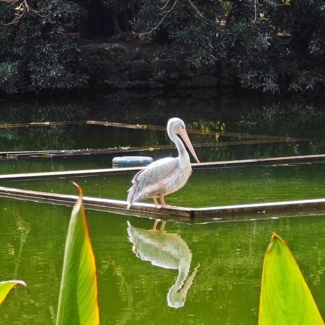 廣州動物園一日遊！🆓蓋章🕹️遊玩攻略