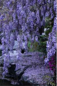 湘潭不可錯過的紫藤花瀑園