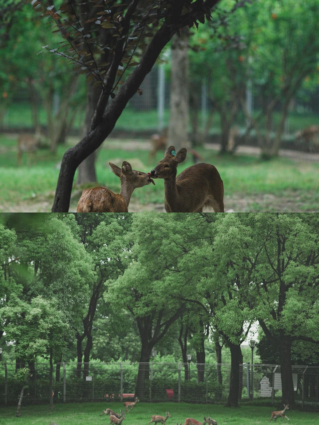 上海的公園已然進階到新高度