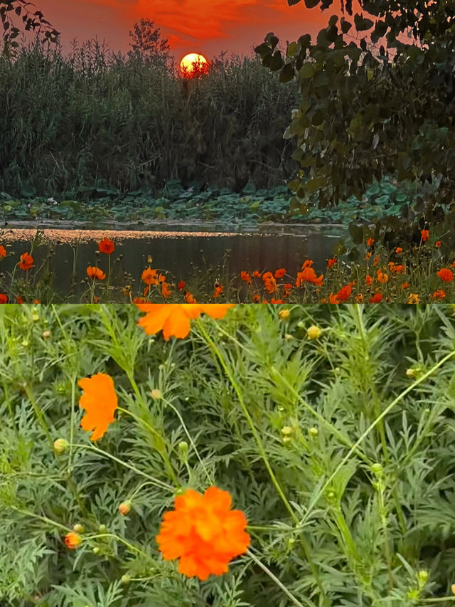 泗洪｜洪澤湖濕地