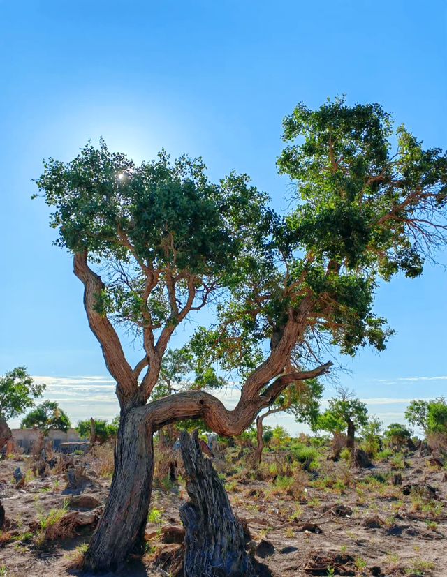 夏日新疆伊吾胡杨林，戈壁上的治愈系風景