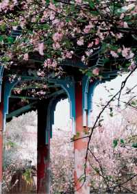 星辰之下的秘密花園……
