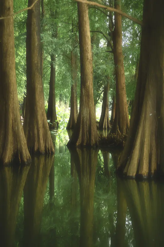 The most comfortable place to stay in Luohu is hidden among the metasequoia. 