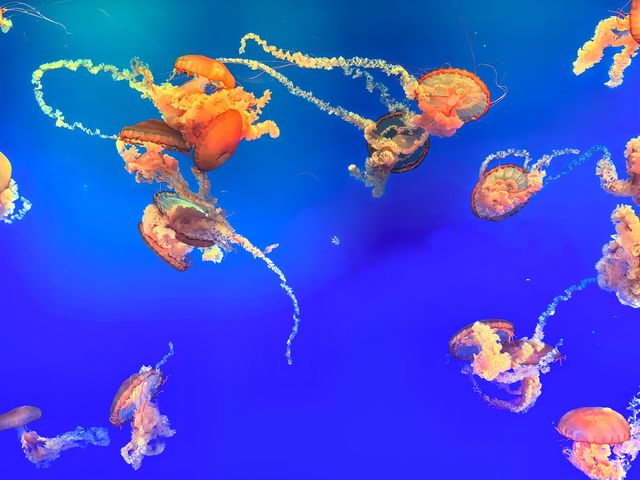 太治癒了｜在海底世界墜入一場藍色的夢。
